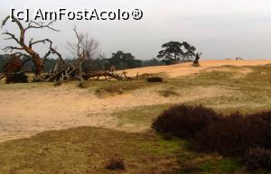 [P23] Parcul national De Hoge Veluwe » foto by Radu Tudoran
 - 
<span class="allrVoted glyphicon glyphicon-heart hidden" id="av729330"></span>
<a class="m-l-10 hidden" id="sv729330" onclick="voting_Foto_DelVot(,729330,19676)" role="button">șterge vot <span class="glyphicon glyphicon-remove"></span></a>
<a id="v9729330" class=" c-red"  onclick="voting_Foto_SetVot(729330)" role="button"><span class="glyphicon glyphicon-heart-empty"></span> <b>LIKE</b> = Votează poza</a> <img class="hidden"  id="f729330W9" src="/imagini/loader.gif" border="0" /><span class="AjErrMes hidden" id="e729330ErM"></span>