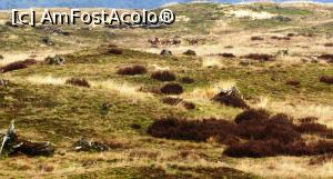 [P04] Nu poate fi considerata o intalnire, caci patrupedele incornorate erau la distanta mare » foto by Radu Tudoran
 - 
<span class="allrVoted glyphicon glyphicon-heart hidden" id="av729311"></span>
<a class="m-l-10 hidden" id="sv729311" onclick="voting_Foto_DelVot(,729311,19676)" role="button">șterge vot <span class="glyphicon glyphicon-remove"></span></a>
<a id="v9729311" class=" c-red"  onclick="voting_Foto_SetVot(729311)" role="button"><span class="glyphicon glyphicon-heart-empty"></span> <b>LIKE</b> = Votează poza</a> <img class="hidden"  id="f729311W9" src="/imagini/loader.gif" border="0" /><span class="AjErrMes hidden" id="e729311ErM"></span>