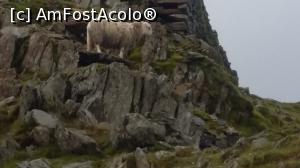 [P18] Oaie neagră sau oaie căpiată? Am vrut să pun mâna pe ea şi era să mă prăvălească în prăpastie. Parcul Naţional, Wales.  » foto by traian.leuca †
 - 
<span class="allrVoted glyphicon glyphicon-heart hidden" id="av903950"></span>
<a class="m-l-10 hidden" id="sv903950" onclick="voting_Foto_DelVot(,903950,19690)" role="button">șterge vot <span class="glyphicon glyphicon-remove"></span></a>
<a id="v9903950" class=" c-red"  onclick="voting_Foto_SetVot(903950)" role="button"><span class="glyphicon glyphicon-heart-empty"></span> <b>LIKE</b> = Votează poza</a> <img class="hidden"  id="f903950W9" src="/imagini/loader.gif" border="0" /><span class="AjErrMes hidden" id="e903950ErM"></span>