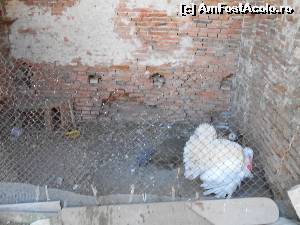 [P08] Pasari din productia proprie » foto by sed
 - 
<span class="allrVoted glyphicon glyphicon-heart hidden" id="av661883"></span>
<a class="m-l-10 hidden" id="sv661883" onclick="voting_Foto_DelVot(,661883,19908)" role="button">șterge vot <span class="glyphicon glyphicon-remove"></span></a>
<a id="v9661883" class=" c-red"  onclick="voting_Foto_SetVot(661883)" role="button"><span class="glyphicon glyphicon-heart-empty"></span> <b>LIKE</b> = Votează poza</a> <img class="hidden"  id="f661883W9" src="/imagini/loader.gif" border="0" /><span class="AjErrMes hidden" id="e661883ErM"></span>