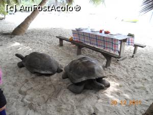 [P24] poftiti la masa Insula Curieuse » foto by dan39
 - 
<span class="allrVoted glyphicon glyphicon-heart hidden" id="av711260"></span>
<a class="m-l-10 hidden" id="sv711260" onclick="voting_Foto_DelVot(,711260,19931)" role="button">șterge vot <span class="glyphicon glyphicon-remove"></span></a>
<a id="v9711260" class=" c-red"  onclick="voting_Foto_SetVot(711260)" role="button"><span class="glyphicon glyphicon-heart-empty"></span> <b>LIKE</b> = Votează poza</a> <img class="hidden"  id="f711260W9" src="/imagini/loader.gif" border="0" /><span class="AjErrMes hidden" id="e711260ErM"></span>