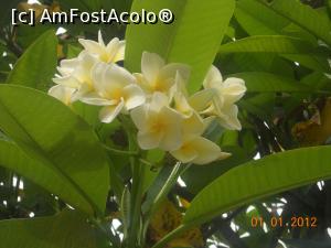 [P04] Frangipani, folarea Seychelle-ului » foto by dan39
 - 
<span class="allrVoted glyphicon glyphicon-heart hidden" id="av711242"></span>
<a class="m-l-10 hidden" id="sv711242" onclick="voting_Foto_DelVot(,711242,19931)" role="button">șterge vot <span class="glyphicon glyphicon-remove"></span></a>
<a id="v9711242" class=" c-red"  onclick="voting_Foto_SetVot(711242)" role="button"><span class="glyphicon glyphicon-heart-empty"></span> <b>LIKE</b> = Votează poza</a> <img class="hidden"  id="f711242W9" src="/imagini/loader.gif" border="0" /><span class="AjErrMes hidden" id="e711242ErM"></span>