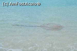 [P131] pisica de mare » foto by barbu minel
 - 
<span class="allrVoted glyphicon glyphicon-heart hidden" id="av711622"></span>
<a class="m-l-10 hidden" id="sv711622" onclick="voting_Foto_DelVot(,711622,19932)" role="button">șterge vot <span class="glyphicon glyphicon-remove"></span></a>
<a id="v9711622" class=" c-red"  onclick="voting_Foto_SetVot(711622)" role="button"><span class="glyphicon glyphicon-heart-empty"></span> <b>LIKE</b> = Votează poza</a> <img class="hidden"  id="f711622W9" src="/imagini/loader.gif" border="0" /><span class="AjErrMes hidden" id="e711622ErM"></span>