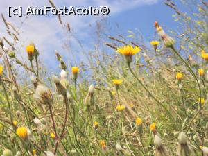 [P13] Floră spontană, Eforie Sud.  » foto by cod_gabriel
 - 
<span class="allrVoted glyphicon glyphicon-heart hidden" id="av824169"></span>
<a class="m-l-10 hidden" id="sv824169" onclick="voting_Foto_DelVot(,824169,19965)" role="button">șterge vot <span class="glyphicon glyphicon-remove"></span></a>
<a id="v9824169" class=" c-red"  onclick="voting_Foto_SetVot(824169)" role="button"><span class="glyphicon glyphicon-heart-empty"></span> <b>LIKE</b> = Votează poza</a> <img class="hidden"  id="f824169W9" src="/imagini/loader.gif" border="0" /><span class="AjErrMes hidden" id="e824169ErM"></span>