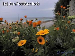 [P14] Floră spontană (galbenele) la Eforie Sud.  » foto by cod_gabriel
 - 
<span class="allrVoted glyphicon glyphicon-heart hidden" id="av824170"></span>
<a class="m-l-10 hidden" id="sv824170" onclick="voting_Foto_DelVot(,824170,19965)" role="button">șterge vot <span class="glyphicon glyphicon-remove"></span></a>
<a id="v9824170" class=" c-red"  onclick="voting_Foto_SetVot(824170)" role="button"><span class="glyphicon glyphicon-heart-empty"></span> <b>LIKE</b> = Votează poza</a> <img class="hidden"  id="f824170W9" src="/imagini/loader.gif" border="0" /><span class="AjErrMes hidden" id="e824170ErM"></span>