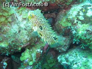 [P16] Puffer fish » foto by mihai-
 - 
<span class="allrVoted glyphicon glyphicon-heart hidden" id="av716669"></span>
<a class="m-l-10 hidden" id="sv716669" onclick="voting_Foto_DelVot(,716669,19979)" role="button">șterge vot <span class="glyphicon glyphicon-remove"></span></a>
<a id="v9716669" class=" c-red"  onclick="voting_Foto_SetVot(716669)" role="button"><span class="glyphicon glyphicon-heart-empty"></span> <b>LIKE</b> = Votează poza</a> <img class="hidden"  id="f716669W9" src="/imagini/loader.gif" border="0" /><span class="AjErrMes hidden" id="e716669ErM"></span>