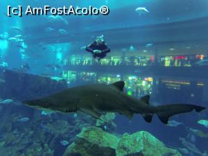 [P10] Sand tiger shark » foto by mihai-
 - 
<span class="allrVoted glyphicon glyphicon-heart hidden" id="av717308"></span>
<a class="m-l-10 hidden" id="sv717308" onclick="voting_Foto_DelVot(,717308,19983)" role="button">șterge vot <span class="glyphicon glyphicon-remove"></span></a>
<a id="v9717308" class=" c-red"  onclick="voting_Foto_SetVot(717308)" role="button"><span class="glyphicon glyphicon-heart-empty"></span> <b>LIKE</b> = Votează poza</a> <img class="hidden"  id="f717308W9" src="/imagini/loader.gif" border="0" /><span class="AjErrMes hidden" id="e717308ErM"></span>