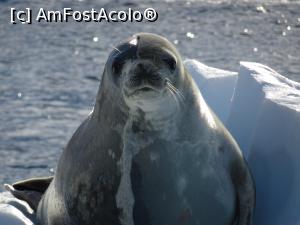 P10 [MAR-2016] Foca in plin proces de naparlire