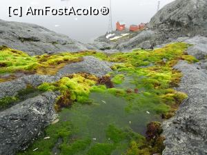 P07 [MAR-2016] Si ceva verde pentru ca era sfarsitul verii in Antarctica