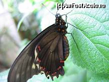 [P08] Sunt elegant astazi! » foto by Irina1974
 - 
<span class="allrVoted glyphicon glyphicon-heart hidden" id="av80097"></span>
<a class="m-l-10 hidden" id="sv80097" onclick="voting_Foto_DelVot(,80097,20234)" role="button">șterge vot <span class="glyphicon glyphicon-remove"></span></a>
<a id="v980097" class=" c-red"  onclick="voting_Foto_SetVot(80097)" role="button"><span class="glyphicon glyphicon-heart-empty"></span> <b>LIKE</b> = Votează poza</a> <img class="hidden"  id="f80097W9" src="/imagini/loader.gif" border="0" /><span class="AjErrMes hidden" id="e80097ErM"></span>
