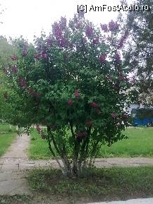 [P45] liliac in curtea muzeului » foto by cosminp
 - 
<span class="allrVoted glyphicon glyphicon-heart hidden" id="av68178"></span>
<a class="m-l-10 hidden" id="sv68178" onclick="voting_Foto_DelVot(,68178,20314)" role="button">șterge vot <span class="glyphicon glyphicon-remove"></span></a>
<a id="v968178" class=" c-red"  onclick="voting_Foto_SetVot(68178)" role="button"><span class="glyphicon glyphicon-heart-empty"></span> <b>LIKE</b> = Votează poza</a> <img class="hidden"  id="f68178W9" src="/imagini/loader.gif" border="0" /><span class="AjErrMes hidden" id="e68178ErM"></span>