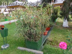 [P06] Mănăstirea Sfântul Prooroc Ilie din Toplița :un... arbore de aloe vera!  » foto by mariana.olaru
 - 
<span class="allrVoted glyphicon glyphicon-heart hidden" id="av762920"></span>
<a class="m-l-10 hidden" id="sv762920" onclick="voting_Foto_DelVot(,762920,20563)" role="button">șterge vot <span class="glyphicon glyphicon-remove"></span></a>
<a id="v9762920" class=" c-red"  onclick="voting_Foto_SetVot(762920)" role="button"><span class="glyphicon glyphicon-heart-empty"></span> <b>LIKE</b> = Votează poza</a> <img class="hidden"  id="f762920W9" src="/imagini/loader.gif" border="0" /><span class="AjErrMes hidden" id="e762920ErM"></span>