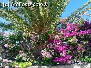 [P10] Flori din Paros » foto by dorgo
 - 
<span class="allrVoted glyphicon glyphicon-heart hidden" id="av766173"></span>
<a class="m-l-10 hidden" id="sv766173" onclick="voting_Foto_DelVot(,766173,20612)" role="button">șterge vot <span class="glyphicon glyphicon-remove"></span></a>
<a id="v9766173" class=" c-red"  onclick="voting_Foto_SetVot(766173)" role="button"><span class="glyphicon glyphicon-heart-empty"></span> <b>LIKE</b> = Votează poza</a> <img class="hidden"  id="f766173W9" src="/imagini/loader.gif" border="0" /><span class="AjErrMes hidden" id="e766173ErM"></span>