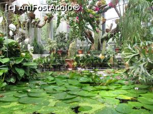 [P03] Microparadis in Serele Botanice » foto by simplegirl
 - 
<span class="allrVoted glyphicon glyphicon-heart hidden" id="av893535"></span>
<a class="m-l-10 hidden" id="sv893535" onclick="voting_Foto_DelVot(,893535,20642)" role="button">șterge vot <span class="glyphicon glyphicon-remove"></span></a>
<a id="v9893535" class=" c-red"  onclick="voting_Foto_SetVot(893535)" role="button"><span class="glyphicon glyphicon-heart-empty"></span> <b>LIKE</b> = Votează poza</a> <img class="hidden"  id="f893535W9" src="/imagini/loader.gif" border="0" /><span class="AjErrMes hidden" id="e893535ErM"></span>