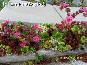 [P25] Vegetație atent dichisită » foto by Alina53
 - 
<span class="allrVoted glyphicon glyphicon-heart hidden" id="av781493"></span>
<a class="m-l-10 hidden" id="sv781493" onclick="voting_Foto_DelVot(,781493,20869)" role="button">șterge vot <span class="glyphicon glyphicon-remove"></span></a>
<a id="v9781493" class=" c-red"  onclick="voting_Foto_SetVot(781493)" role="button"><span class="glyphicon glyphicon-heart-empty"></span> <b>LIKE</b> = Votează poza</a> <img class="hidden"  id="f781493W9" src="/imagini/loader.gif" border="0" /><span class="AjErrMes hidden" id="e781493ErM"></span>