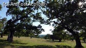[P02] Stejari seculari în pajiștea (rezervație naturală) din jurul Bătrânului » foto by Lucien
 - 
<span class="allrVoted glyphicon glyphicon-heart hidden" id="av967218"></span>
<a class="m-l-10 hidden" id="sv967218" onclick="voting_Foto_DelVot(,967218,21040)" role="button">șterge vot <span class="glyphicon glyphicon-remove"></span></a>
<a id="v9967218" class=" c-red"  onclick="voting_Foto_SetVot(967218)" role="button"><span class="glyphicon glyphicon-heart-empty"></span> <b>LIKE</b> = Votează poza</a> <img class="hidden"  id="f967218W9" src="/imagini/loader.gif" border="0" /><span class="AjErrMes hidden" id="e967218ErM"></span>