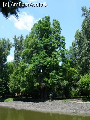 [P19] Specii rare în Parcul „Constantin Poroineanu” din Caracal.  » foto by tata123 🔱
 - 
<span class="allrVoted glyphicon glyphicon-heart hidden" id="av1087725"></span>
<a class="m-l-10 hidden" id="sv1087725" onclick="voting_Foto_DelVot(,1087725,21093)" role="button">șterge vot <span class="glyphicon glyphicon-remove"></span></a>
<a id="v91087725" class=" c-red"  onclick="voting_Foto_SetVot(1087725)" role="button"><span class="glyphicon glyphicon-heart-empty"></span> <b>LIKE</b> = Votează poza</a> <img class="hidden"  id="f1087725W9" src="/imagini/loader.gif" border="0" /><span class="AjErrMes hidden" id="e1087725ErM"></span>