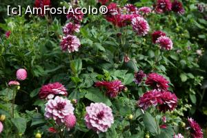 [P37] Florile, frumoasele.  » foto by Utube
 - 
<span class="allrVoted glyphicon glyphicon-heart hidden" id="av830688"></span>
<a class="m-l-10 hidden" id="sv830688" onclick="voting_Foto_DelVot(,830688,21101)" role="button">șterge vot <span class="glyphicon glyphicon-remove"></span></a>
<a id="v9830688" class=" c-red"  onclick="voting_Foto_SetVot(830688)" role="button"><span class="glyphicon glyphicon-heart-empty"></span> <b>LIKE</b> = Votează poza</a> <img class="hidden"  id="f830688W9" src="/imagini/loader.gif" border="0" /><span class="AjErrMes hidden" id="e830688ErM"></span>