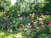 [P41] Conacul Bellu - sărbătoarea trandafirilor la conac. Cum oare s-ar fi reflectat paleta lor de culori în fotografiile lui Alexandru Bellu?  » foto by doina_c24
 - 
<span class="allrVoted glyphicon glyphicon-heart hidden" id="av425877"></span>
<a class="m-l-10 hidden" id="sv425877" onclick="voting_Foto_DelVot(,425877,21143)" role="button">șterge vot <span class="glyphicon glyphicon-remove"></span></a>
<a id="v9425877" class=" c-red"  onclick="voting_Foto_SetVot(425877)" role="button"><span class="glyphicon glyphicon-heart-empty"></span> <b>LIKE</b> = Votează poza</a> <img class="hidden"  id="f425877W9" src="/imagini/loader.gif" border="0" /><span class="AjErrMes hidden" id="e425877ErM"></span>
