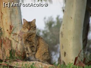 [P12] Locuitor permanent al Perdikăi » foto by crismis
 - 
<span class="allrVoted glyphicon glyphicon-heart hidden" id="av810381"></span>
<a class="m-l-10 hidden" id="sv810381" onclick="voting_Foto_DelVot(,810381,21259)" role="button">șterge vot <span class="glyphicon glyphicon-remove"></span></a>
<a id="v9810381" class=" c-red"  onclick="voting_Foto_SetVot(810381)" role="button"><span class="glyphicon glyphicon-heart-empty"></span> <b>LIKE</b> = Votează poza</a> <img class="hidden"  id="f810381W9" src="/imagini/loader.gif" border="0" /><span class="AjErrMes hidden" id="e810381ErM"></span>