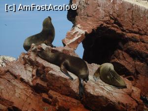 [P01] lei de mare in bataia soarelui » foto by buterfly*
 - 
<span class="allrVoted glyphicon glyphicon-heart hidden" id="av813579"></span>
<a class="m-l-10 hidden" id="sv813579" onclick="voting_Foto_DelVot(,813579,21292)" role="button">șterge vot <span class="glyphicon glyphicon-remove"></span></a>
<a id="v9813579" class=" c-red"  onclick="voting_Foto_SetVot(813579)" role="button"><span class="glyphicon glyphicon-heart-empty"></span> <b>LIKE</b> = Votează poza</a> <img class="hidden"  id="f813579W9" src="/imagini/loader.gif" border="0" /><span class="AjErrMes hidden" id="e813579ErM"></span>