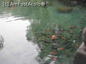 [P52] Baotu Spring Park - pestisorii negri, rosii si aurii » foto by mishu
 - 
<span class="allrVoted glyphicon glyphicon-heart hidden" id="av824295"></span>
<a class="m-l-10 hidden" id="sv824295" onclick="voting_Foto_DelVot(,824295,21375)" role="button">șterge vot <span class="glyphicon glyphicon-remove"></span></a>
<a id="v9824295" class=" c-red"  onclick="voting_Foto_SetVot(824295)" role="button"><span class="glyphicon glyphicon-heart-empty"></span> <b>LIKE</b> = Votează poza</a> <img class="hidden"  id="f824295W9" src="/imagini/loader.gif" border="0" /><span class="AjErrMes hidden" id="e824295ErM"></span>