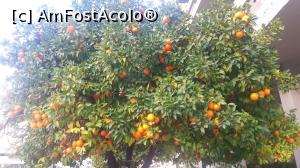 [P01] Portocalii din fata hotelului » foto by ancutza26
 - 
<span class="allrVoted glyphicon glyphicon-heart hidden" id="av826596"></span>
<a class="m-l-10 hidden" id="sv826596" onclick="voting_Foto_DelVot(,826596,21407)" role="button">șterge vot <span class="glyphicon glyphicon-remove"></span></a>
<a id="v9826596" class=" c-red"  onclick="voting_Foto_SetVot(826596)" role="button"><span class="glyphicon glyphicon-heart-empty"></span> <b>LIKE</b> = Votează poza</a> <img class="hidden"  id="f826596W9" src="/imagini/loader.gif" border="0" /><span class="AjErrMes hidden" id="e826596ErM"></span>