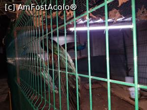 [P32] mica gradina zoologica din resort » foto by resita2009
 - 
<span class="allrVoted glyphicon glyphicon-heart hidden" id="av990072"></span>
<a class="m-l-10 hidden" id="sv990072" onclick="voting_Foto_DelVot(,990072,21411)" role="button">șterge vot <span class="glyphicon glyphicon-remove"></span></a>
<a id="v9990072" class=" c-red"  onclick="voting_Foto_SetVot(990072)" role="button"><span class="glyphicon glyphicon-heart-empty"></span> <b>LIKE</b> = Votează poza</a> <img class="hidden"  id="f990072W9" src="/imagini/loader.gif" border="0" /><span class="AjErrMes hidden" id="e990072ErM"></span>