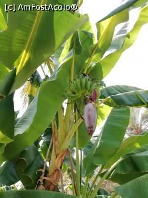 [P09] 'pomul' cu banane... In zona aceea am observat foarte multe plantații de bananieri » foto by edulescu
 - 
<span class="allrVoted glyphicon glyphicon-heart hidden" id="av991882"></span>
<a class="m-l-10 hidden" id="sv991882" onclick="voting_Foto_DelVot(,991882,21411)" role="button">șterge vot <span class="glyphicon glyphicon-remove"></span></a>
<a id="v9991882" class=" c-red"  onclick="voting_Foto_SetVot(991882)" role="button"><span class="glyphicon glyphicon-heart-empty"></span> <b>LIKE</b> = Votează poza</a> <img class="hidden"  id="f991882W9" src="/imagini/loader.gif" border="0" /><span class="AjErrMes hidden" id="e991882ErM"></span>