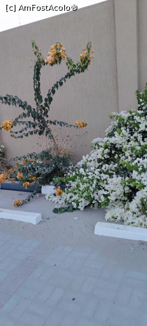 [P10] Bouganvileea » foto by luc64
 - 
<span class="allrVoted glyphicon glyphicon-heart hidden" id="av1306467"></span>
<a class="m-l-10 hidden" id="sv1306467" onclick="voting_Foto_DelVot(,1306467,21516)" role="button">șterge vot <span class="glyphicon glyphicon-remove"></span></a>
<a id="v91306467" class=" c-red"  onclick="voting_Foto_SetVot(1306467)" role="button"><span class="glyphicon glyphicon-heart-empty"></span> <b>LIKE</b> = Votează poza</a> <img class="hidden"  id="f1306467W9" src="/imagini/loader.gif" border="0" /><span class="AjErrMes hidden" id="e1306467ErM"></span>