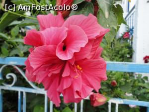 [P52] Flori la Agia Roumeli.  » foto by maryka
 - 
<span class="allrVoted glyphicon glyphicon-heart hidden" id="av749773"></span>
<a class="m-l-10 hidden" id="sv749773" onclick="voting_Foto_DelVot(,749773,21551)" role="button">șterge vot <span class="glyphicon glyphicon-remove"></span></a>
<a id="v9749773" class=" c-red"  onclick="voting_Foto_SetVot(749773)" role="button"><span class="glyphicon glyphicon-heart-empty"></span> <b>LIKE</b> = Votează poza</a> <img class="hidden"  id="f749773W9" src="/imagini/loader.gif" border="0" /><span class="AjErrMes hidden" id="e749773ErM"></span>