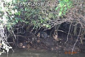 [P18] vedeta zilei » foto by robert
 - 
<span class="allrVoted glyphicon glyphicon-heart hidden" id="av837495"></span>
<a class="m-l-10 hidden" id="sv837495" onclick="voting_Foto_DelVot(,837495,21572)" role="button">șterge vot <span class="glyphicon glyphicon-remove"></span></a>
<a id="v9837495" class=" c-red"  onclick="voting_Foto_SetVot(837495)" role="button"><span class="glyphicon glyphicon-heart-empty"></span> <b>LIKE</b> = Votează poza</a> <img class="hidden"  id="f837495W9" src="/imagini/loader.gif" border="0" /><span class="AjErrMes hidden" id="e837495ErM"></span>