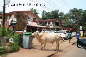 [P10] si nelipsitele vaci la marginea strazii » foto by Pami*
 - 
<span class="allrVoted glyphicon glyphicon-heart hidden" id="av948589"></span>
<a class="m-l-10 hidden" id="sv948589" onclick="voting_Foto_DelVot(,948589,21572)" role="button">șterge vot <span class="glyphicon glyphicon-remove"></span></a>
<a id="v9948589" class=" c-red"  onclick="voting_Foto_SetVot(948589)" role="button"><span class="glyphicon glyphicon-heart-empty"></span> <b>LIKE</b> = Votează poza</a> <img class="hidden"  id="f948589W9" src="/imagini/loader.gif" border="0" /><span class="AjErrMes hidden" id="e948589ErM"></span>