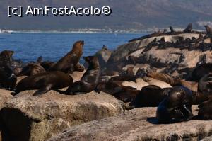 [P18] Seal Island in Hout Bay » foto by raduc30
 - 
<span class="allrVoted glyphicon glyphicon-heart hidden" id="av1148896"></span>
<a class="m-l-10 hidden" id="sv1148896" onclick="voting_Foto_DelVot(,1148896,21654)" role="button">șterge vot <span class="glyphicon glyphicon-remove"></span></a>
<a id="v91148896" class=" c-red"  onclick="voting_Foto_SetVot(1148896)" role="button"><span class="glyphicon glyphicon-heart-empty"></span> <b>LIKE</b> = Votează poza</a> <img class="hidden"  id="f1148896W9" src="/imagini/loader.gif" border="0" /><span class="AjErrMes hidden" id="e1148896ErM"></span>