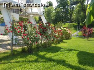 [P40] București - Parcul Tei. Trandafirii de la Roata mare. » foto by iulianic
 - 
<span class="allrVoted glyphicon glyphicon-heart hidden" id="av1366203"></span>
<a class="m-l-10 hidden" id="sv1366203" onclick="voting_Foto_DelVot(,1366203,21819)" role="button">șterge vot <span class="glyphicon glyphicon-remove"></span></a>
<a id="v91366203" class=" c-red"  onclick="voting_Foto_SetVot(1366203)" role="button"><span class="glyphicon glyphicon-heart-empty"></span> <b>LIKE</b> = Votează poza</a> <img class="hidden"  id="f1366203W9" src="/imagini/loader.gif" border="0" /><span class="AjErrMes hidden" id="e1366203ErM"></span>