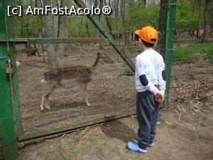 [P34] Micul vizitator admiră animalele de la Zoo Galați.  » foto by Floryn81
 - 
<span class="allrVoted glyphicon glyphicon-heart hidden" id="av857548"></span>
<a class="m-l-10 hidden" id="sv857548" onclick="voting_Foto_DelVot(,857548,21944)" role="button">șterge vot <span class="glyphicon glyphicon-remove"></span></a>
<a id="v9857548" class=" c-red"  onclick="voting_Foto_SetVot(857548)" role="button"><span class="glyphicon glyphicon-heart-empty"></span> <b>LIKE</b> = Votează poza</a> <img class="hidden"  id="f857548W9" src="/imagini/loader.gif" border="0" /><span class="AjErrMes hidden" id="e857548ErM"></span>
