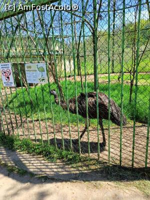 [P16] Un Emu cam smotocit. » foto by tata123 🔱
 - 
<span class="allrVoted glyphicon glyphicon-heart hidden" id="av1362486"></span>
<a class="m-l-10 hidden" id="sv1362486" onclick="voting_Foto_DelVot(,1362486,21944)" role="button">șterge vot <span class="glyphicon glyphicon-remove"></span></a>
<a id="v91362486" class=" c-red"  onclick="voting_Foto_SetVot(1362486)" role="button"><span class="glyphicon glyphicon-heart-empty"></span> <b>LIKE</b> = Votează poza</a> <img class="hidden"  id="f1362486W9" src="/imagini/loader.gif" border="0" /><span class="AjErrMes hidden" id="e1362486ErM"></span>