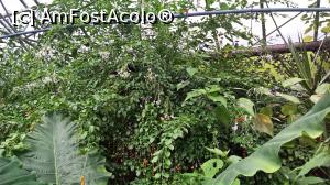 [P18] fluturiiii-Leeds Tropical World » foto by Rox.Patrik
 - 
<span class="allrVoted glyphicon glyphicon-heart hidden" id="av917867"></span>
<a class="m-l-10 hidden" id="sv917867" onclick="voting_Foto_DelVot(,917867,22074)" role="button">șterge vot <span class="glyphicon glyphicon-remove"></span></a>
<a id="v9917867" class=" c-red"  onclick="voting_Foto_SetVot(917867)" role="button"><span class="glyphicon glyphicon-heart-empty"></span> <b>LIKE</b> = Votează poza</a> <img class="hidden"  id="f917867W9" src="/imagini/loader.gif" border="0" /><span class="AjErrMes hidden" id="e917867ErM"></span>