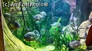 [P21] pirania-Leeds Tropical World » foto by Rox.Patrik
 - 
<span class="allrVoted glyphicon glyphicon-heart hidden" id="av917870"></span>
<a class="m-l-10 hidden" id="sv917870" onclick="voting_Foto_DelVot(,917870,22074)" role="button">șterge vot <span class="glyphicon glyphicon-remove"></span></a>
<a id="v9917870" class=" c-red"  onclick="voting_Foto_SetVot(917870)" role="button"><span class="glyphicon glyphicon-heart-empty"></span> <b>LIKE</b> = Votează poza</a> <img class="hidden"  id="f917870W9" src="/imagini/loader.gif" border="0" /><span class="AjErrMes hidden" id="e917870ErM"></span>