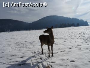 [P04] Ciuta care îl însoțește pe Petrică. » foto by tata123 🔱
 - 
<span class="allrVoted glyphicon glyphicon-heart hidden" id="av1222352"></span>
<a class="m-l-10 hidden" id="sv1222352" onclick="voting_Foto_DelVot(,1222352,22232)" role="button">șterge vot <span class="glyphicon glyphicon-remove"></span></a>
<a id="v91222352" class=" c-red"  onclick="voting_Foto_SetVot(1222352)" role="button"><span class="glyphicon glyphicon-heart-empty"></span> <b>LIKE</b> = Votează poza</a> <img class="hidden"  id="f1222352W9" src="/imagini/loader.gif" border="0" /><span class="AjErrMes hidden" id="e1222352ErM"></span>