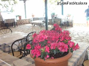 [P15] Taverna era decorata cu multe vase cu flori » foto by georgiana
 - 
<span class="allrVoted glyphicon glyphicon-heart hidden" id="av337816"></span>
<a class="m-l-10 hidden" id="sv337816" onclick="voting_Foto_DelVot(,337816,22298)" role="button">șterge vot <span class="glyphicon glyphicon-remove"></span></a>
<a id="v9337816" class=" c-red"  onclick="voting_Foto_SetVot(337816)" role="button"><span class="glyphicon glyphicon-heart-empty"></span> <b>LIKE</b> = Votează poza</a> <img class="hidden"  id="f337816W9" src="/imagini/loader.gif" border="0" /><span class="AjErrMes hidden" id="e337816ErM"></span>