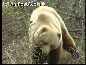 P12 [AUG-2000] Întâlnirea cu ursul Grizzly, un impact nedorit, chiar și în Parcul Natural Denali. 