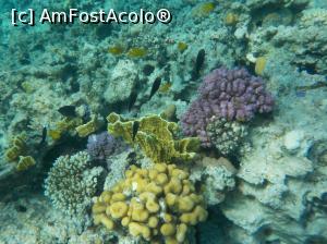 [P10] Tropitel Sahl Hasheesh - la snorkeling » foto by nicole33
 - 
<span class="allrVoted glyphicon glyphicon-heart hidden" id="av1270797"></span>
<a class="m-l-10 hidden" id="sv1270797" onclick="voting_Foto_DelVot(,1270797,22687)" role="button">șterge vot <span class="glyphicon glyphicon-remove"></span></a>
<a id="v91270797" class=" c-red"  onclick="voting_Foto_SetVot(1270797)" role="button"><span class="glyphicon glyphicon-heart-empty"></span> <b>LIKE</b> = Votează poza</a> <img class="hidden"  id="f1270797W9" src="/imagini/loader.gif" border="0" /><span class="AjErrMes hidden" id="e1270797ErM"></span>