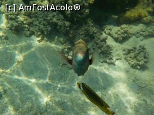 [P11] Tropitel Sahl Hasheesh - la snorkeling » foto by nicole33
 - 
<span class="allrVoted glyphicon glyphicon-heart hidden" id="av1270798"></span>
<a class="m-l-10 hidden" id="sv1270798" onclick="voting_Foto_DelVot(,1270798,22687)" role="button">șterge vot <span class="glyphicon glyphicon-remove"></span></a>
<a id="v91270798" class=" c-red"  onclick="voting_Foto_SetVot(1270798)" role="button"><span class="glyphicon glyphicon-heart-empty"></span> <b>LIKE</b> = Votează poza</a> <img class="hidden"  id="f1270798W9" src="/imagini/loader.gif" border="0" /><span class="AjErrMes hidden" id="e1270798ErM"></span>