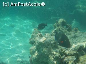 [P12] Tropitel Sahl Hasheesh - la snorkeling » foto by nicole33
 - 
<span class="allrVoted glyphicon glyphicon-heart hidden" id="av1270799"></span>
<a class="m-l-10 hidden" id="sv1270799" onclick="voting_Foto_DelVot(,1270799,22687)" role="button">șterge vot <span class="glyphicon glyphicon-remove"></span></a>
<a id="v91270799" class=" c-red"  onclick="voting_Foto_SetVot(1270799)" role="button"><span class="glyphicon glyphicon-heart-empty"></span> <b>LIKE</b> = Votează poza</a> <img class="hidden"  id="f1270799W9" src="/imagini/loader.gif" border="0" /><span class="AjErrMes hidden" id="e1270799ErM"></span>