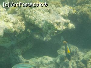 [P13] Tropitel Sahl Hasheesh - la snorkeling » foto by nicole33
 - 
<span class="allrVoted glyphicon glyphicon-heart hidden" id="av1270800"></span>
<a class="m-l-10 hidden" id="sv1270800" onclick="voting_Foto_DelVot(,1270800,22687)" role="button">șterge vot <span class="glyphicon glyphicon-remove"></span></a>
<a id="v91270800" class=" c-red"  onclick="voting_Foto_SetVot(1270800)" role="button"><span class="glyphicon glyphicon-heart-empty"></span> <b>LIKE</b> = Votează poza</a> <img class="hidden"  id="f1270800W9" src="/imagini/loader.gif" border="0" /><span class="AjErrMes hidden" id="e1270800ErM"></span>