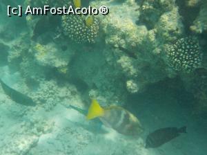 [P14] Tropitel Sahl Hasheesh - la snorkeling » foto by nicole33
 - 
<span class="allrVoted glyphicon glyphicon-heart hidden" id="av1270801"></span>
<a class="m-l-10 hidden" id="sv1270801" onclick="voting_Foto_DelVot(,1270801,22687)" role="button">șterge vot <span class="glyphicon glyphicon-remove"></span></a>
<a id="v91270801" class=" c-red"  onclick="voting_Foto_SetVot(1270801)" role="button"><span class="glyphicon glyphicon-heart-empty"></span> <b>LIKE</b> = Votează poza</a> <img class="hidden"  id="f1270801W9" src="/imagini/loader.gif" border="0" /><span class="AjErrMes hidden" id="e1270801ErM"></span>