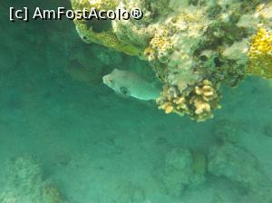 [P15] Tropitel Sahl Hasheesh - la snorkeling » foto by nicole33
 - 
<span class="allrVoted glyphicon glyphicon-heart hidden" id="av1270802"></span>
<a class="m-l-10 hidden" id="sv1270802" onclick="voting_Foto_DelVot(,1270802,22687)" role="button">șterge vot <span class="glyphicon glyphicon-remove"></span></a>
<a id="v91270802" class=" c-red"  onclick="voting_Foto_SetVot(1270802)" role="button"><span class="glyphicon glyphicon-heart-empty"></span> <b>LIKE</b> = Votează poza</a> <img class="hidden"  id="f1270802W9" src="/imagini/loader.gif" border="0" /><span class="AjErrMes hidden" id="e1270802ErM"></span>