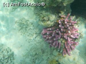 [P16] Tropitel Sahl Hasheesh - la snorkeling » foto by nicole33
 - 
<span class="allrVoted glyphicon glyphicon-heart hidden" id="av1270803"></span>
<a class="m-l-10 hidden" id="sv1270803" onclick="voting_Foto_DelVot(,1270803,22687)" role="button">șterge vot <span class="glyphicon glyphicon-remove"></span></a>
<a id="v91270803" class=" c-red"  onclick="voting_Foto_SetVot(1270803)" role="button"><span class="glyphicon glyphicon-heart-empty"></span> <b>LIKE</b> = Votează poza</a> <img class="hidden"  id="f1270803W9" src="/imagini/loader.gif" border="0" /><span class="AjErrMes hidden" id="e1270803ErM"></span>