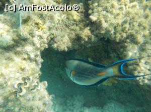 [P17] Tropitel Sahl Hasheesh - la snorkeling » foto by nicole33
 - 
<span class="allrVoted glyphicon glyphicon-heart hidden" id="av1270804"></span>
<a class="m-l-10 hidden" id="sv1270804" onclick="voting_Foto_DelVot(,1270804,22687)" role="button">șterge vot <span class="glyphicon glyphicon-remove"></span></a>
<a id="v91270804" class=" c-red"  onclick="voting_Foto_SetVot(1270804)" role="button"><span class="glyphicon glyphicon-heart-empty"></span> <b>LIKE</b> = Votează poza</a> <img class="hidden"  id="f1270804W9" src="/imagini/loader.gif" border="0" /><span class="AjErrMes hidden" id="e1270804ErM"></span>